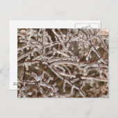 Tangle of Icy Branches Briefkaart (Voorkant / Achterkant)