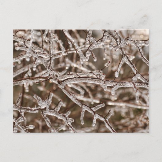 Tangle of Icy Branches Briefkaart (Voorkant)