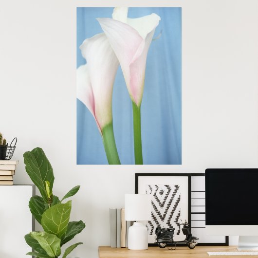 Tango White Calla Lilies Photo Poster Art Imprimer (Bureau à domicile)