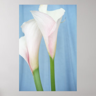 Tango White Calla Lilies Photo Poster Art Imprimer