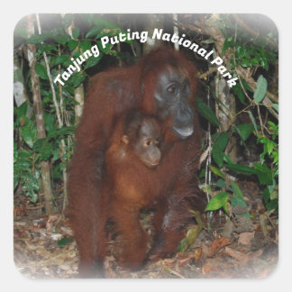 Tanjung Puting Nationaal Park Vierkante Sticker