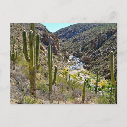 Tanque Verde Canyon Briefkaart (Voorkant)