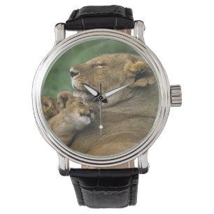 Tanzania, krater van Ngorongoro. Afrikaanse leeuwe Horloge