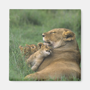Tanzania, krater van Ngorongoro. Afrikaanse leeuwe Magneet