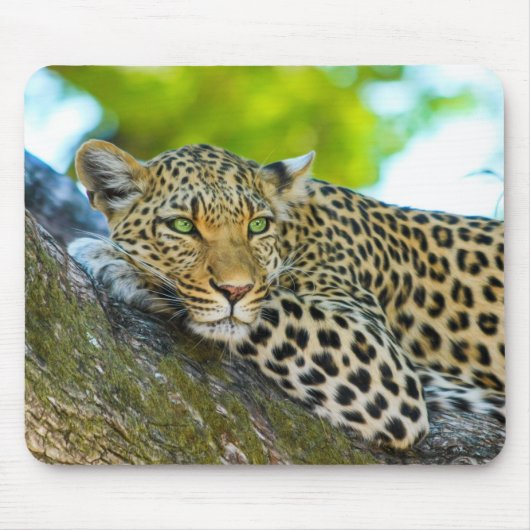 Tanzania Leopard-Muismat Muismat (Voorkant)