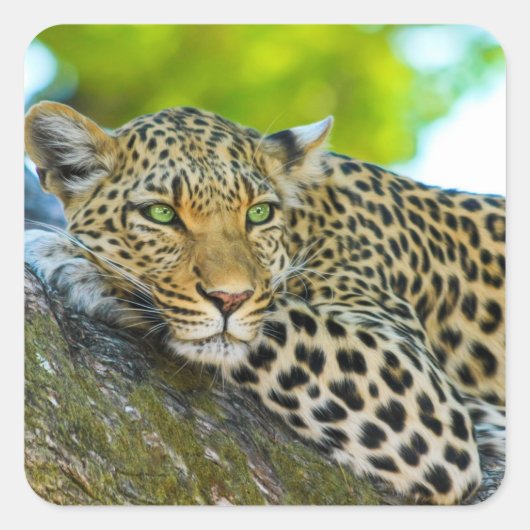 Tanzania Leopard Stickers (Voorkant)