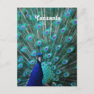 Tanzania Peacock Briefkaart