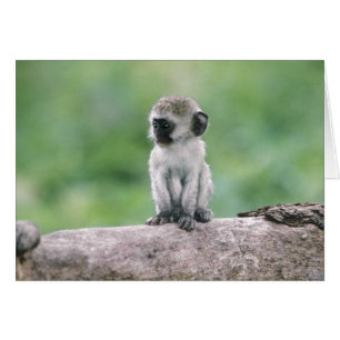 Tanzanie, cratère de Ngorogoro. Gros plan de la fa