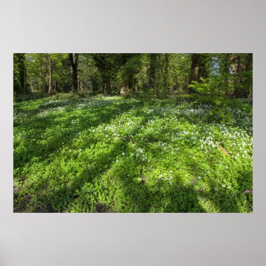 Tapijt van wilde knoflook met boomschaduwen poster (Voorkant)