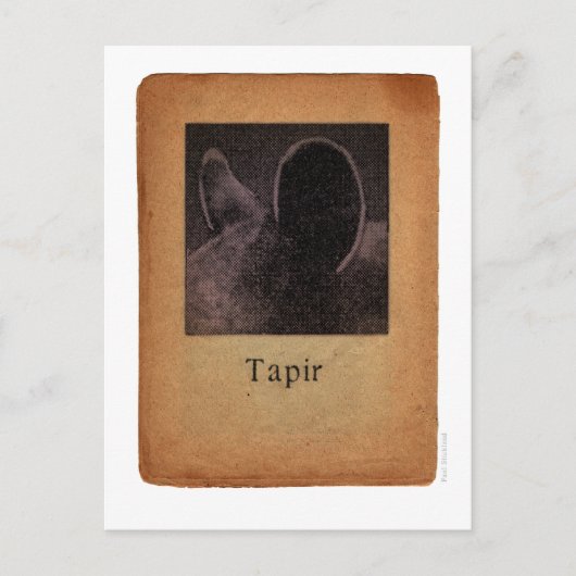 Tapir Briefkaart (Voorkant)