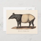 TAPIR-BRIEFKAART BRIEFKAART (Voorkant / Achterkant)