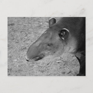 tapir head black - white zoo animal briefkaart
