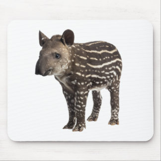 Tapir Muismat