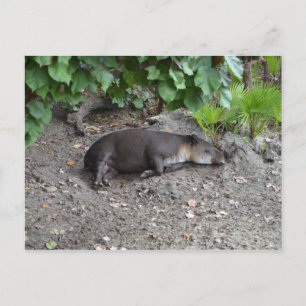 tapir slaapt op zand briefkaart