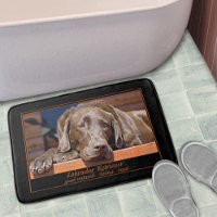 Chocolat doux Labrador Retriever Photographie