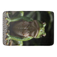 Grenouille verte