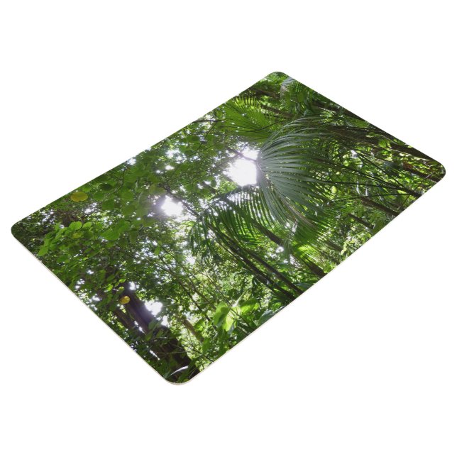 Tapis De Sol Lumière du soleil à travers la canopée de la forêt (3/4/2016 12:00:00 AM)