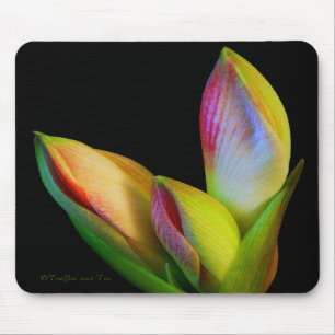 Tapis de souris