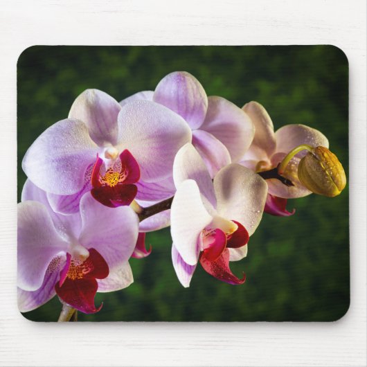 Tapis De Souris 0834-Orchidées Roses (Devant)