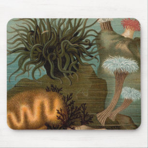 Tapis De Souris 19e century print sea anemones