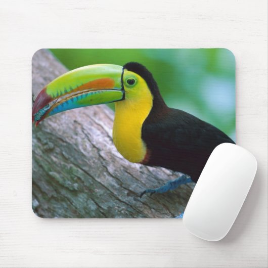 Tapis de souris 25 d'oiseau (Avec souris)