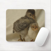 Tapis De Souris 2 Poussins bleus/gris (Avec souris)
