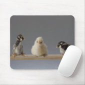 Tapis De Souris 7 Poulets de bébé pour animaux de compagnie sur un (Avec souris)