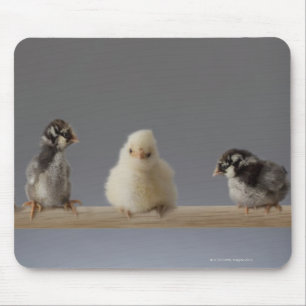 Tapis De Souris 7 Poulets de bébé pour animaux de compagnie sur un