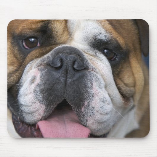 Tapis De Souris A English bulldog en Belgique. (Devant)