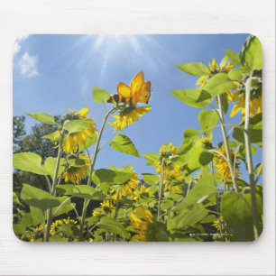 Tapis De Souris abeille d'extra large sur le tournesol
