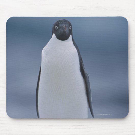 Tapis De Souris Adelie Penguin sur la glace (Devant)