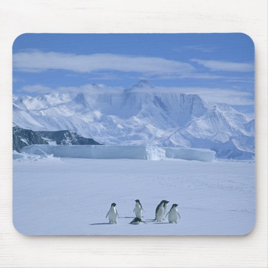 Tapis De Souris Adelie Penguins, Pygoscelis adeliae), (Devant)
