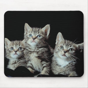 Tapis De Souris Adorable chatons