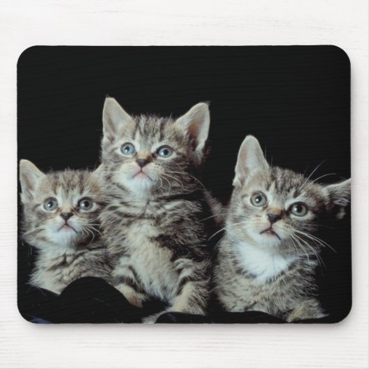 Tapis De Souris Adorable chatons (Devant)