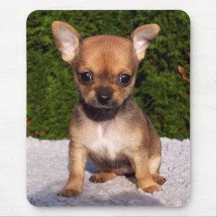 Tapis De Souris Adorable Chihuahua Chiot