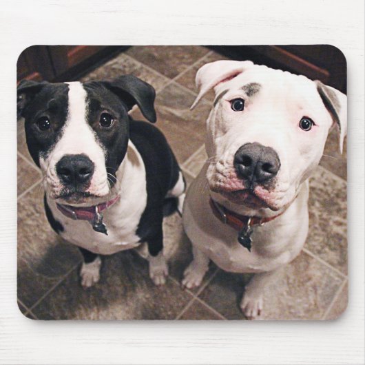 Tapis De Souris adorables chiots pitbull chiens (Devant)