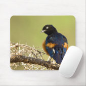 Tapis De Souris African Starling (Avec souris)