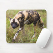 Tapis De Souris African Wild Dog, Madikwe Game (Avec souris)