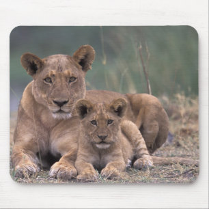 Tapis De Souris Afrique, Botswana, Delta de l'Okavango. Lions