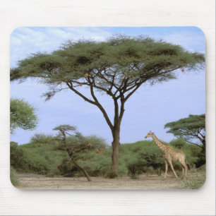 Tapis De Souris Afrique, Botswana, Delta de l'Okavango. Sud