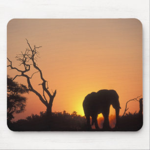 Tapis De Souris Afrique, Botswana, Parc national de Chobe, Décor