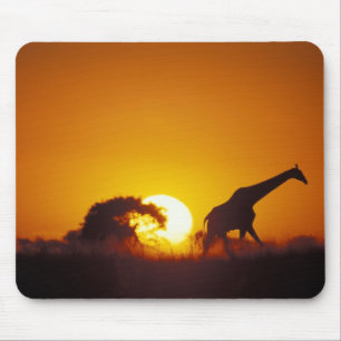 Tapis De Souris Afrique, Botswana, Parc national de Chobe, Girafe