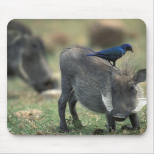 Tapis De Souris Afrique du Sud, Pilanesburg GR, Phacochère