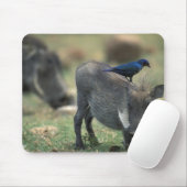 Tapis De Souris Afrique du Sud, Pilanesburg GR, Warthog (Avec souris)