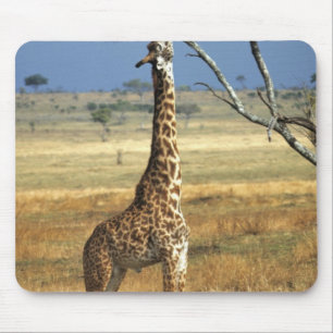 Tapis De Souris Afrique, Kenya, Amboseli NP. Un commun, ou Masai,