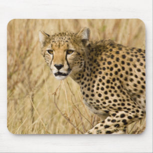 Tapis De Souris Afrique. Kenya. Guépard au parc national de Sambur