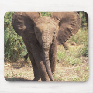 Tapis De Souris Afrique, Kenya, Parc national d'Amboseli. Africain