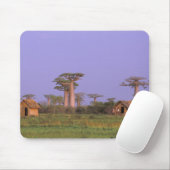 Tapis De Souris Afrique, Madagascar, Morondava. Baobabs (Avec souris)