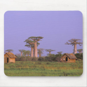 Tapis De Souris Afrique, Madagascar, Morondava. Baobabs
