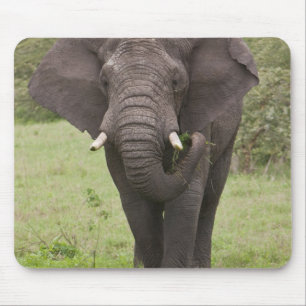 Tapis De Souris Afrique Tanzanie Éléphant au cratère de Ngorongoro